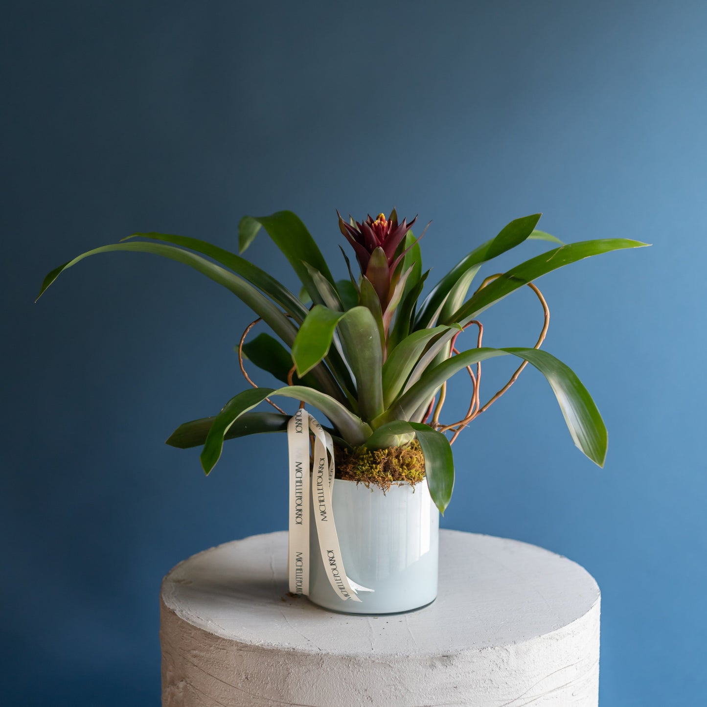 Plant Lover´s Gem