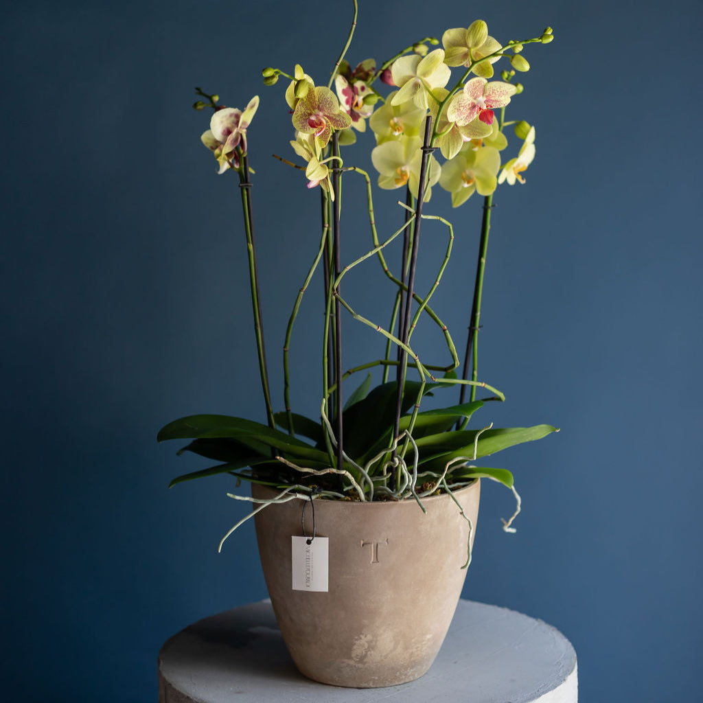 Those Amazing Orchids