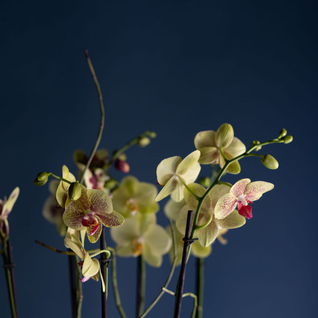 Those Amazing Orchids