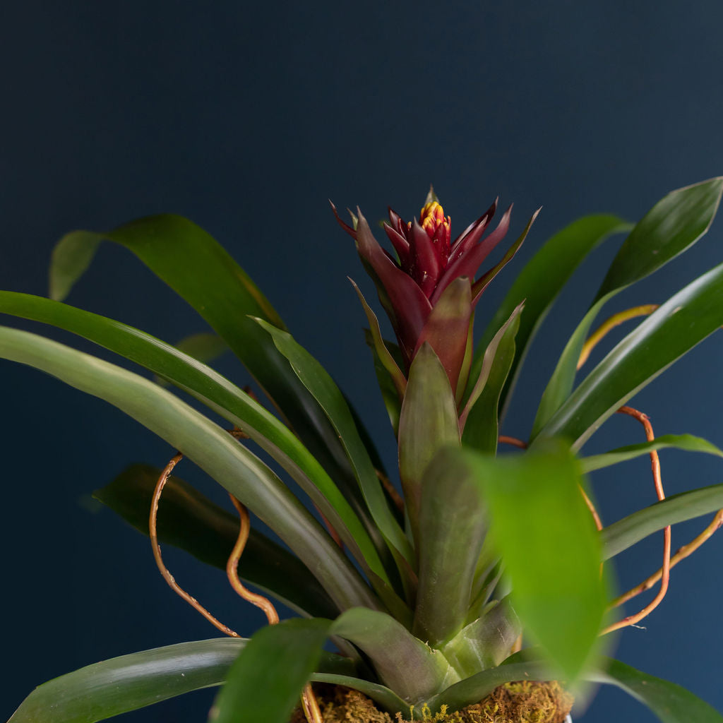 Plant Lover´s Gem