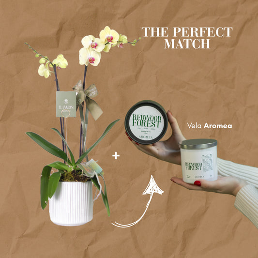 THE PERFECT MATCH